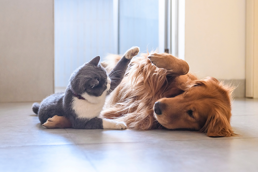 Turn Boredom Into Playtime — Discover PawJoy!
